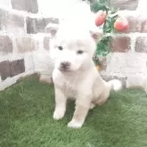 柴犬(標準サイズ)