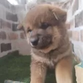 柴犬(標準サイズ)【鹿児島県・男の子・2024年12月14日・赤】の写真1