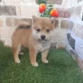 豆柴