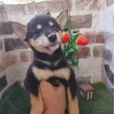 柴犬(標準サイズ)
