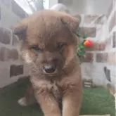 柴犬(標準サイズ)【鹿児島県・男の子・2024年12月14日・赤】の写真2