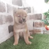 柴犬(標準サイズ)【鹿児島県・男の子・2025年6月2日・赤】の写真2