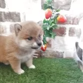 柴犬(標準サイズ)【鹿児島県・女の子・2025年3月14日・赤】の写真2