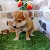 柴犬(標準サイズ)【鹿児島県・女の子・2025年6月22日・赤】の写真3