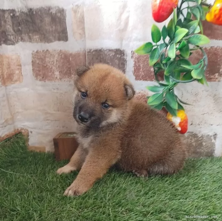ID：2411-00100の子犬