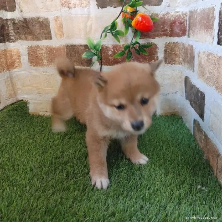 ID:2301-01897の子犬