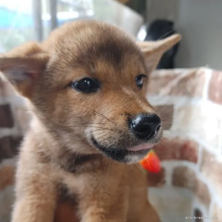 a.a 様のお迎えした子犬
