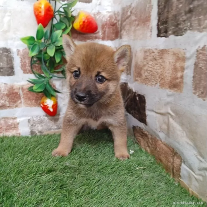 ID:2409-01500の子犬