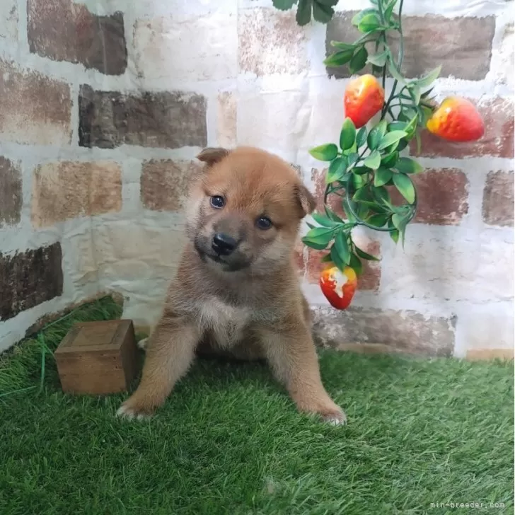 ID：2408-07403の子犬