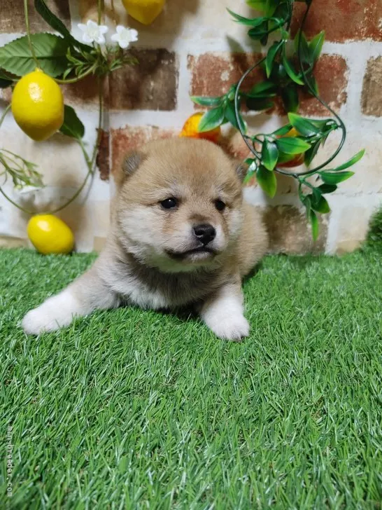 ID：2204-00968の子犬