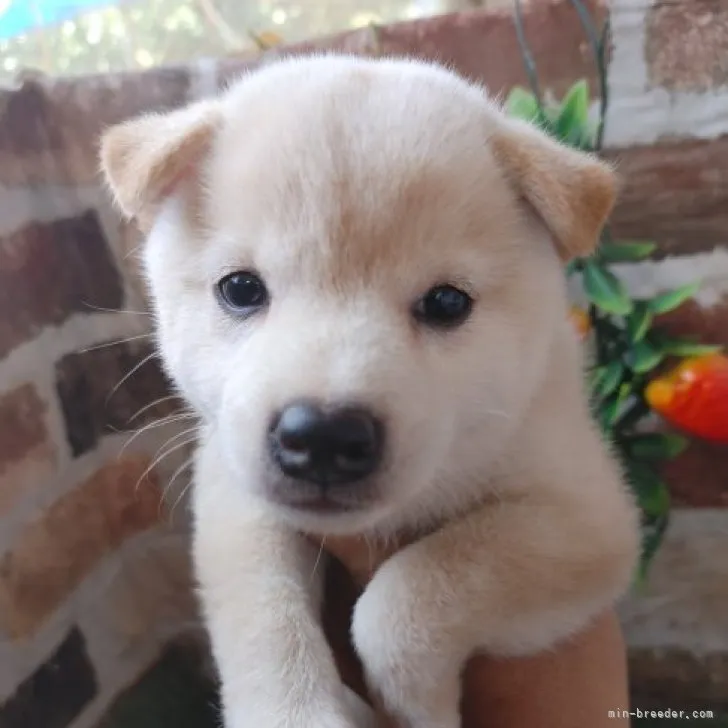 フクちゃん 様のお迎えした子犬