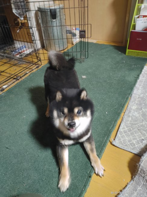 豆柴【・男の子・2022年6月13日・黒】