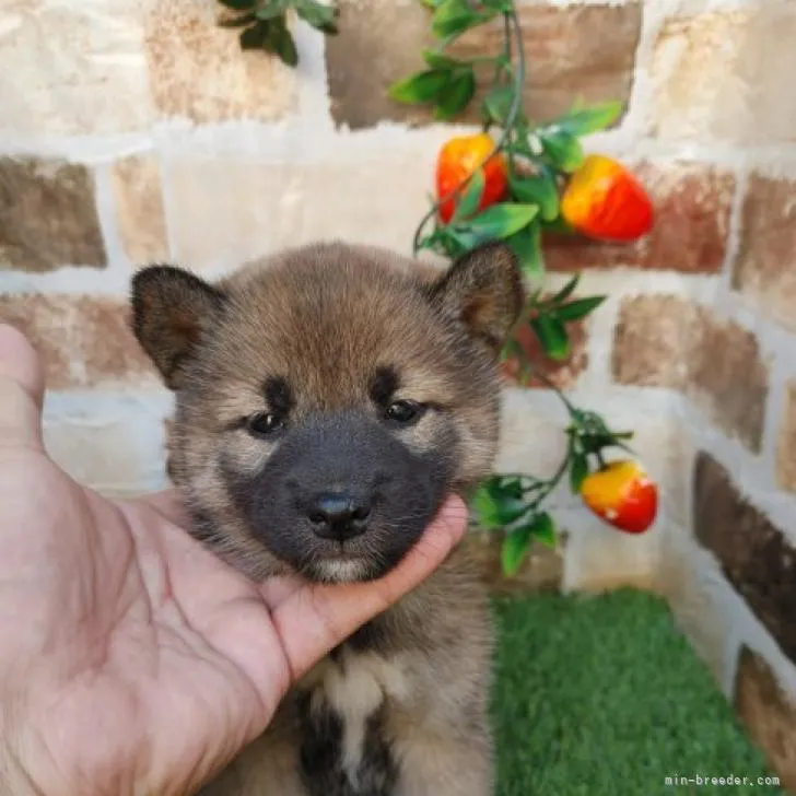 ID：2211-00579の子犬