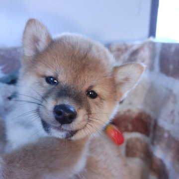 柴犬(豆柴)【鹿児島県・男の子・2023年12月25日・赤】の写真「両親豆柴認定犬の豆柴男子♪」