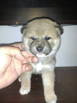 柴犬(標準サイズ)【鹿児島県・女の子・2021年12月14日・赤】の写真「もふもふコロコロ女子♪見学後すぐにお渡し可」