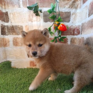 柴犬(標準サイズ)【鹿児島県・男の子・2022年11月22日・赤】の写真「見学後お引き渡し可能です♪犬舎引渡しは割引します。」