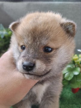 柴犬(標準サイズ)【鹿児島県・女の子・2021年11月2日・赤】の写真「見学後すぐにお渡し可。女の子らしい優しいお顔」