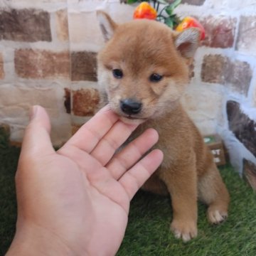 柴犬(標準サイズ)【鹿児島県・男の子・2024年2月18日・赤】の写真「小柄でコロコロの男の子♪」