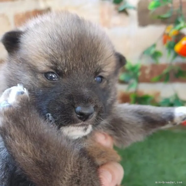 ID：2212-04561の子犬