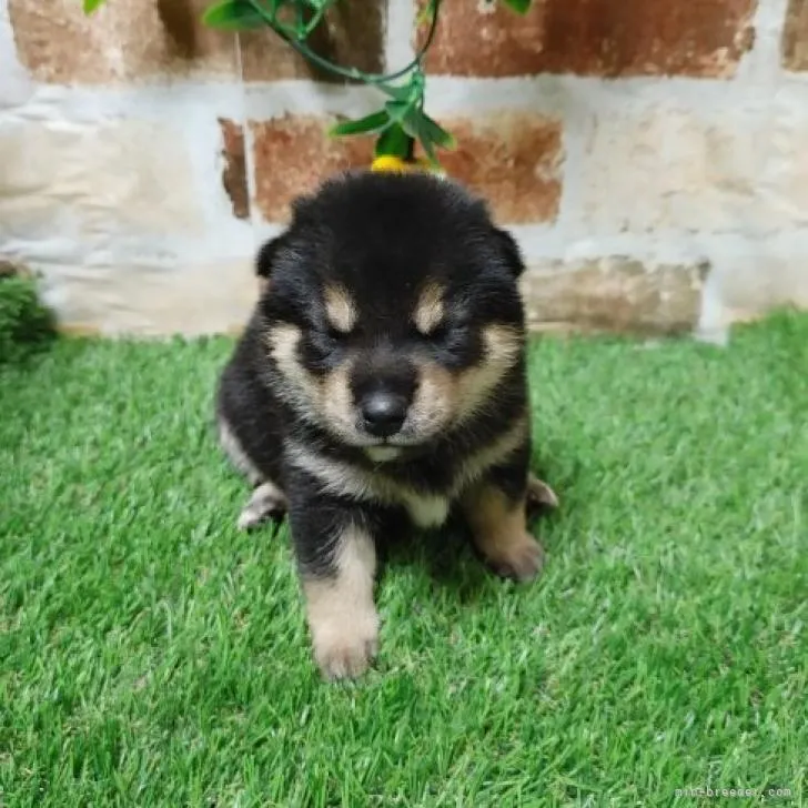 ID：2208-05455の子犬