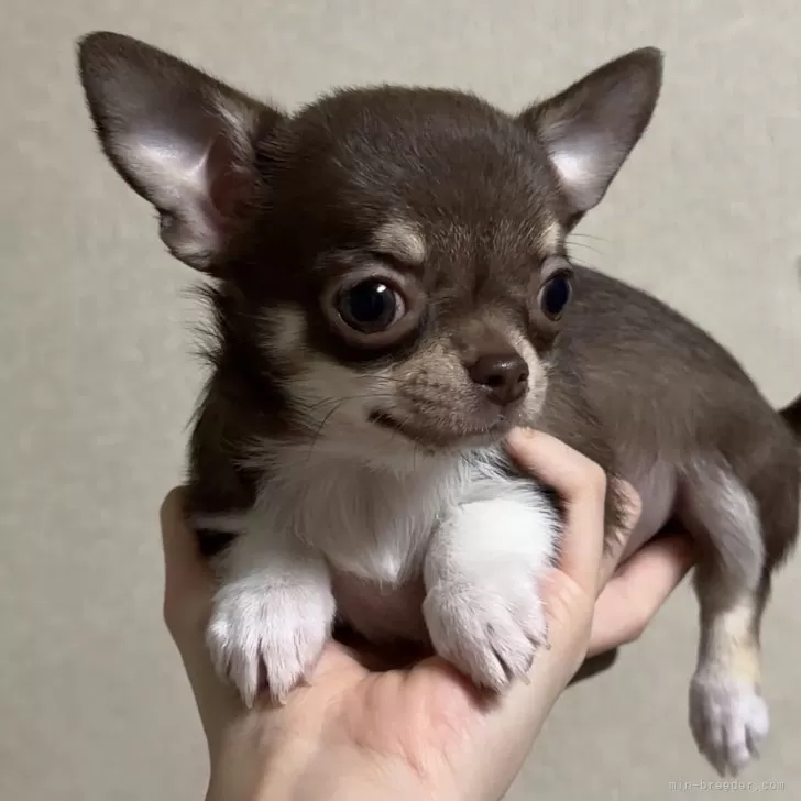 チワワ(スムース)【岐阜県・女の子・2025年9月24日・チョコタン&amp;ホワイト】の写真1「とっても可愛いです♡」