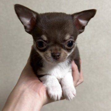 チワワ(スムース)【岐阜県・女の子・2025年9月24日・チョコタン&ホワイト】の写真「超極上！唯一のスムースちゃん✨」