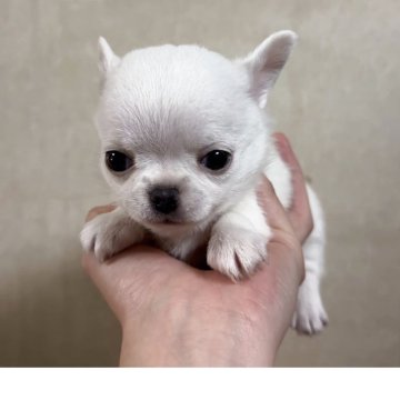 チワワ(スムース)【岐阜県・男の子・2025年11月10日・ホワイト】の写真「手足の短い可愛い男の子🐶」