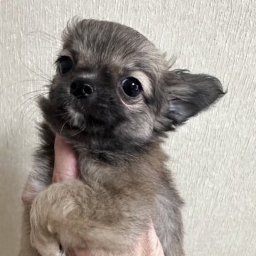 チワワ(ロング)【岐阜県・女の子・2025年4月11日・フォーン】の写真「小顔の可愛い女の子🐶」