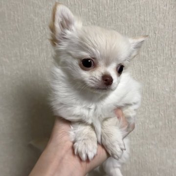 チワワ(ロング)【岐阜県・女の子・2025年11月20日・ホワイト&クリーム】の写真「とても可愛いお顔の女の子🐶」