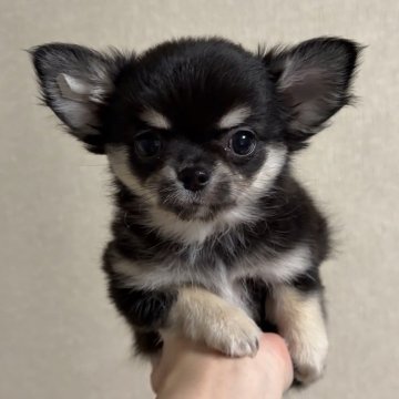 チワワ(ロング)【岐阜県・女の子・2025年9月24日・ブラックタン】の写真「手足とマズルの短い可愛い女の子🐶」