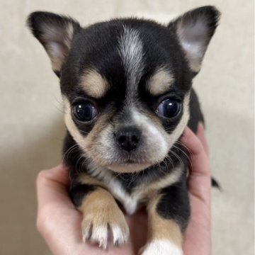 チワワ(スムース)【岐阜県・女の子・2025年11月10日・ブラックタン】の写真「鼻ぺちゃの可愛いスムースちゃん♡」