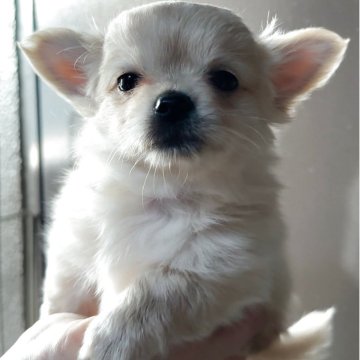 チワワ(ロング)【岐阜県・男の子・2025年4月11日・クリーム】の写真「手足の短い男の子🐶」