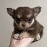 チワワ(ロング)