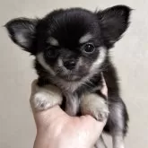 チワワ(ロング)