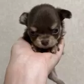 チワワ(ロング)