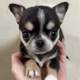 チワワ(スムース)