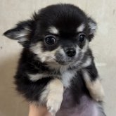 チワワ(ロング)