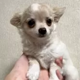 チワワ(ロング)