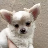 チワワ(ロング)