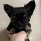 チワワ(ロング)【岐阜県・女の子・2024年11月12日・ブラックタン】の写真1「写真よりも実物の方がとても可愛いです！！」