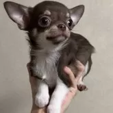 チワワ(スムース)【岐阜県・女の子・2025年9月24日・チョコタン&ホワイト】の写真4