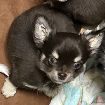 チワワ(ロング)【岐阜県・男の子・2024年1月22日・チョコレートタン】の写真「ビターチョコの男らしい男の子🐶」