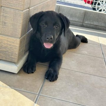 ラブラドールレトリバー【群馬県・男の子・2024年12月1日・ブラック】の写真「兄弟で一番大きな男の子」