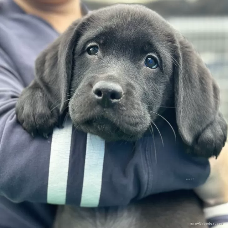 ID:2404-02758の子犬