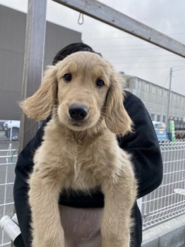 ゴールデンレトリバー【群馬県・女の子・2021年11月25日・ゴールド】の写真「元気で人間大好き！犬大好きな女の子です。」