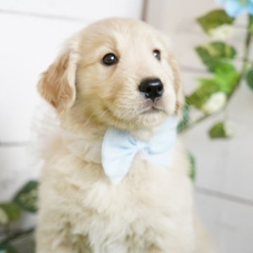 ゴールデンレトリバー【群馬県・女の子・2023年5月31日・ゴールド】の写真「体の小さいかわいい子です！」