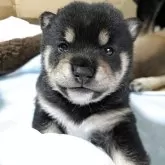 豆柴【北海道・男の子・2025年10月30日・黒】の写真4「しっかりしてきました」