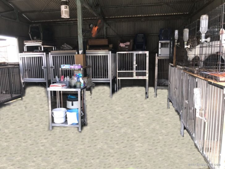 駒澤　秀樹(こまざわ　ひでき)ブリーダー(和歌山県・柴犬など・日本犬保存会/KC登録)の紹介写真10