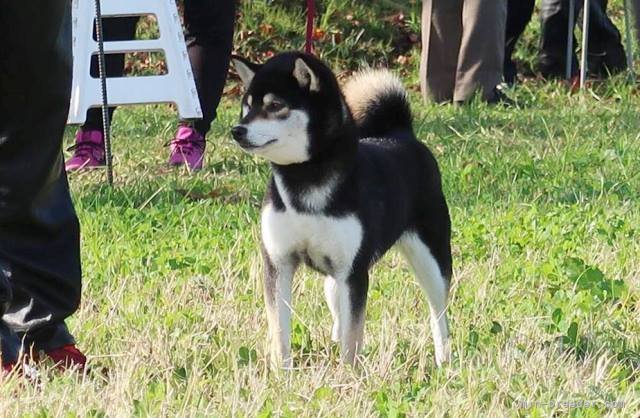 駒澤　秀樹(こまざわ　ひでき)ブリーダー(和歌山県・柴犬など・日本犬保存会/KC登録)の紹介写真6