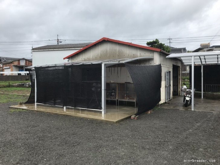 駒澤　秀樹(こまざわ　ひでき)ブリーダー(和歌山県・柴犬など・日本犬保存会/KC登録)の紹介写真9